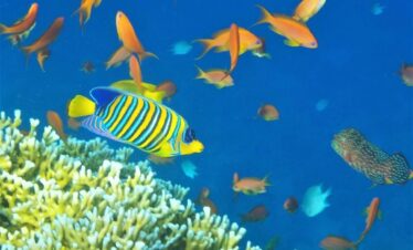 Hurghada ()